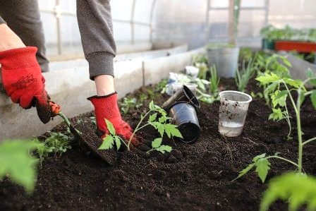 vegetable garden layout