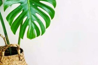 Philodendron xanadu propagation