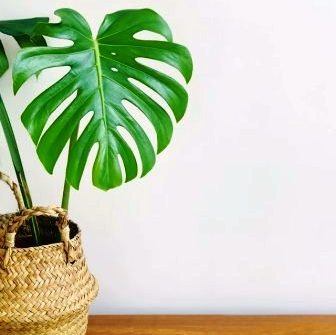 Philodendron xanadu propagation