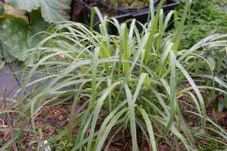 lemongrass care