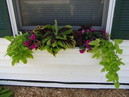plants for window boxes