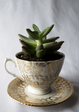 Succulent teacup