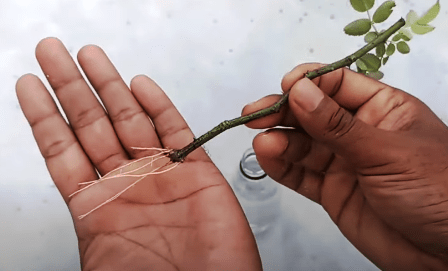 rose-cutting-in-water