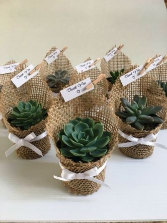 succulent party favor