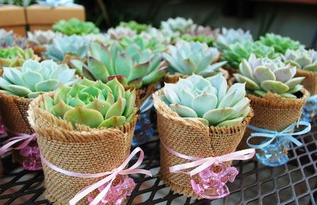 succulent party favor 