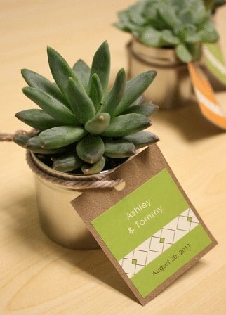 succulent party favor