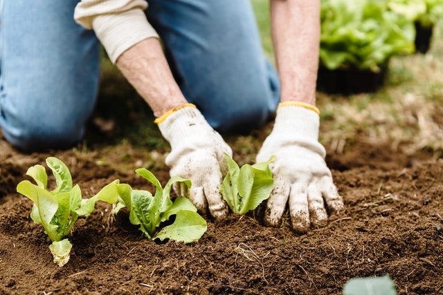 Vegetable gardening captions