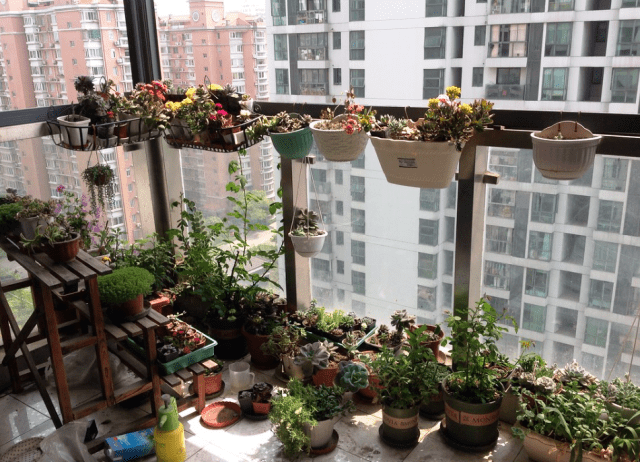 Balcony garden
