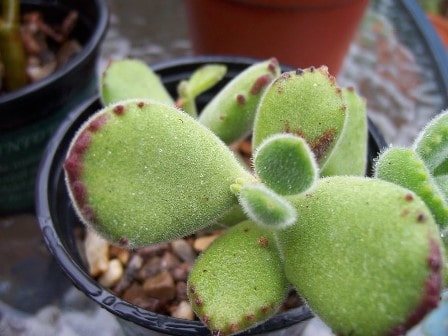 How to Propagate Bear Paw Succulent from a Leaf