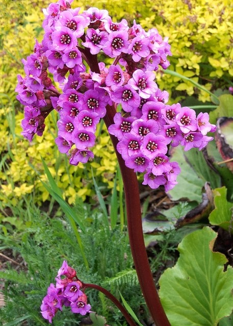 Bergenia