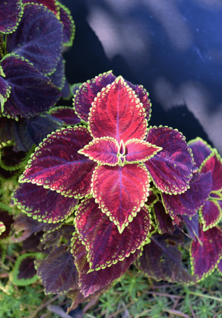 Coleus