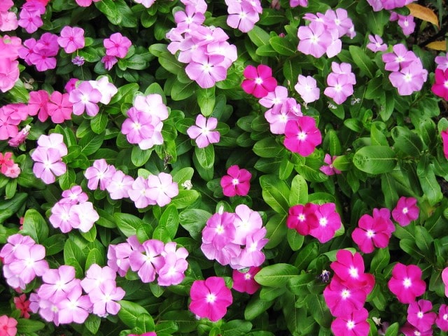 Vinca