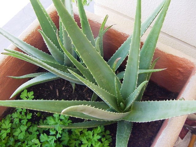 aloe vera