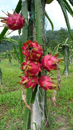 concrete dragon fruit trellis