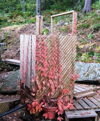 Ivy Plants