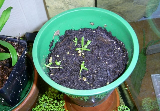 Dragon Fruit Plant