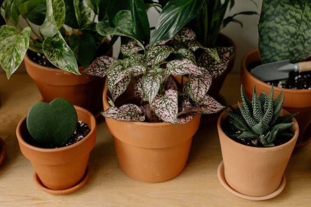 Polka Dot Plant Care