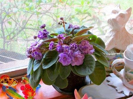 African Violets