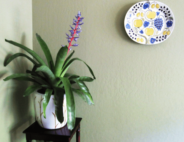 Bromeliad