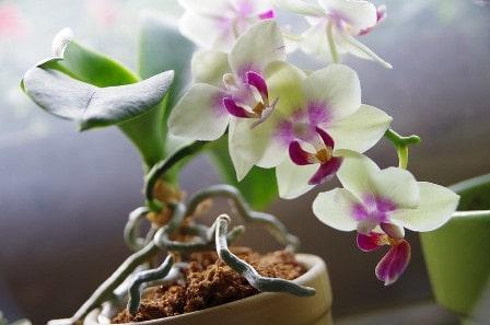 Orchid