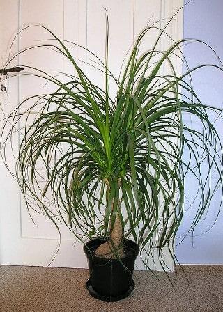 Ponytail Palm