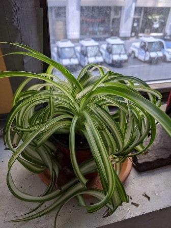 Spider Plant