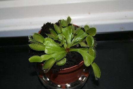 Venus fLytrap