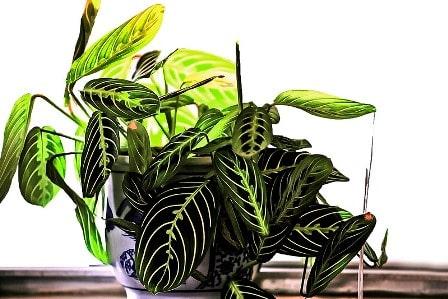 Prayer Plant