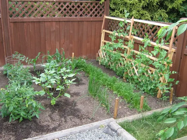 companion planting with peas 1