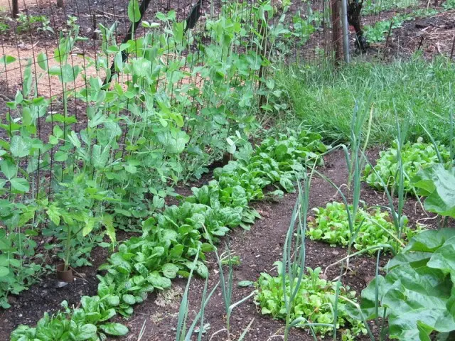 companion planting with peas 2