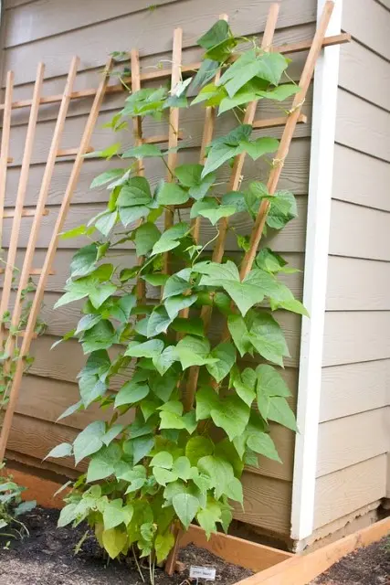 DIY Trellis for Climbing Plants