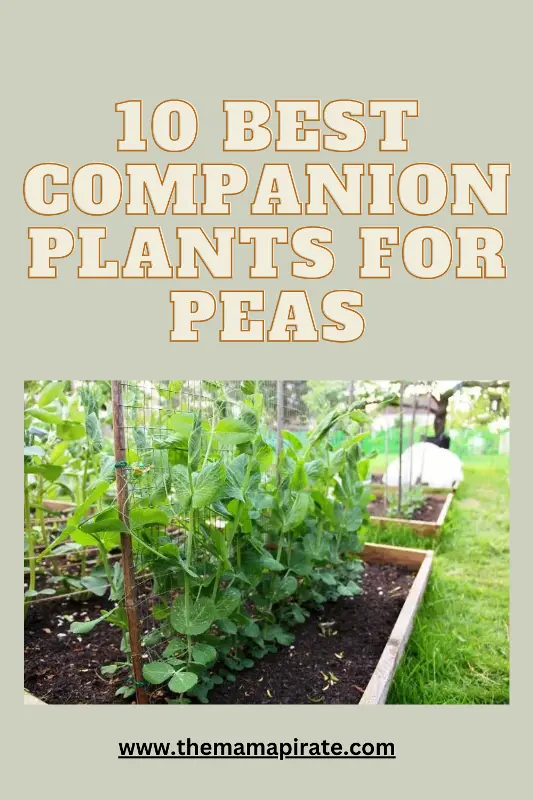 Best Companion Plants for Peas