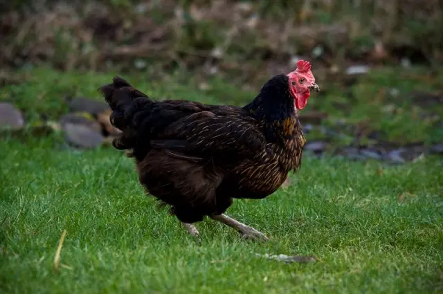 Creating a Chicken-Friendly Garden: Tips for Harmony and Sustainability