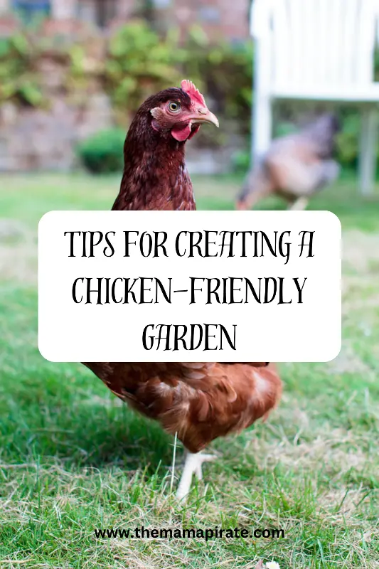 Tips for Creating a Chicken-Friendly Garden