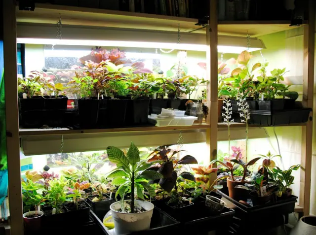 full Spectrum LED Grow Lights for Indoor Plants