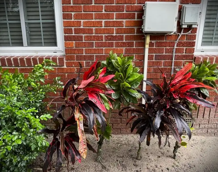Mammy croton planting along the house foundation