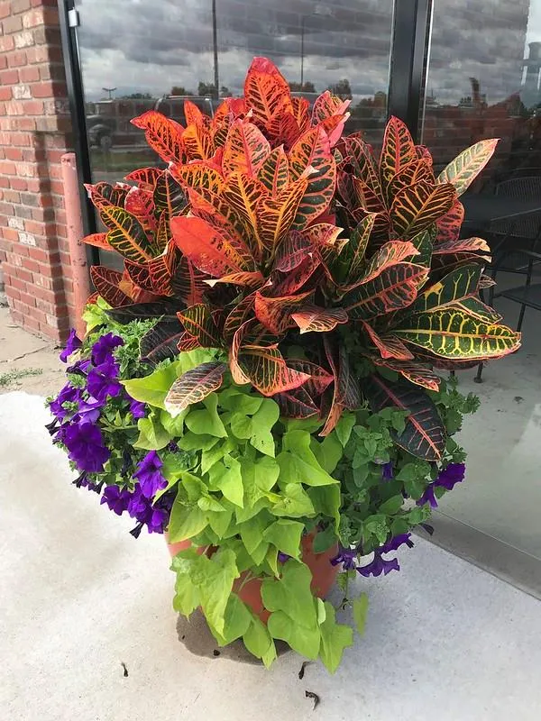 A single Mammy in a large decorative pot