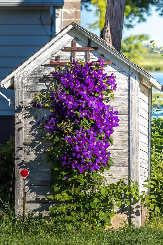 Clematis Trellis Ideas