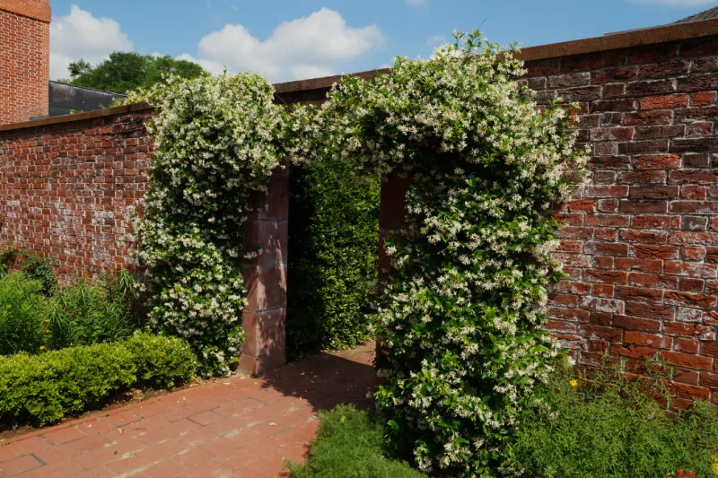 Star Jasmine Trellis