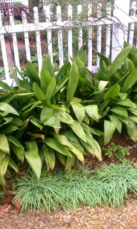 Cast Iron Plant yellow tips