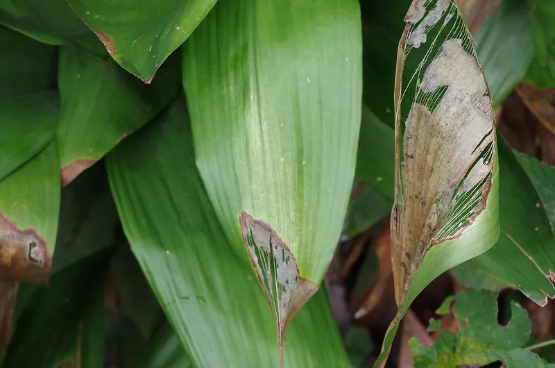 cast iron plant brown tips